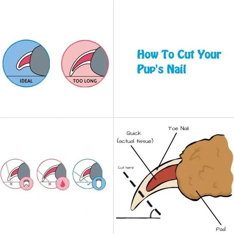 

Professional Pet Dog Nail Cutter Steel Grooming Trimmer Scissors Clippers for Animals Cats with Lock 2 Sizes