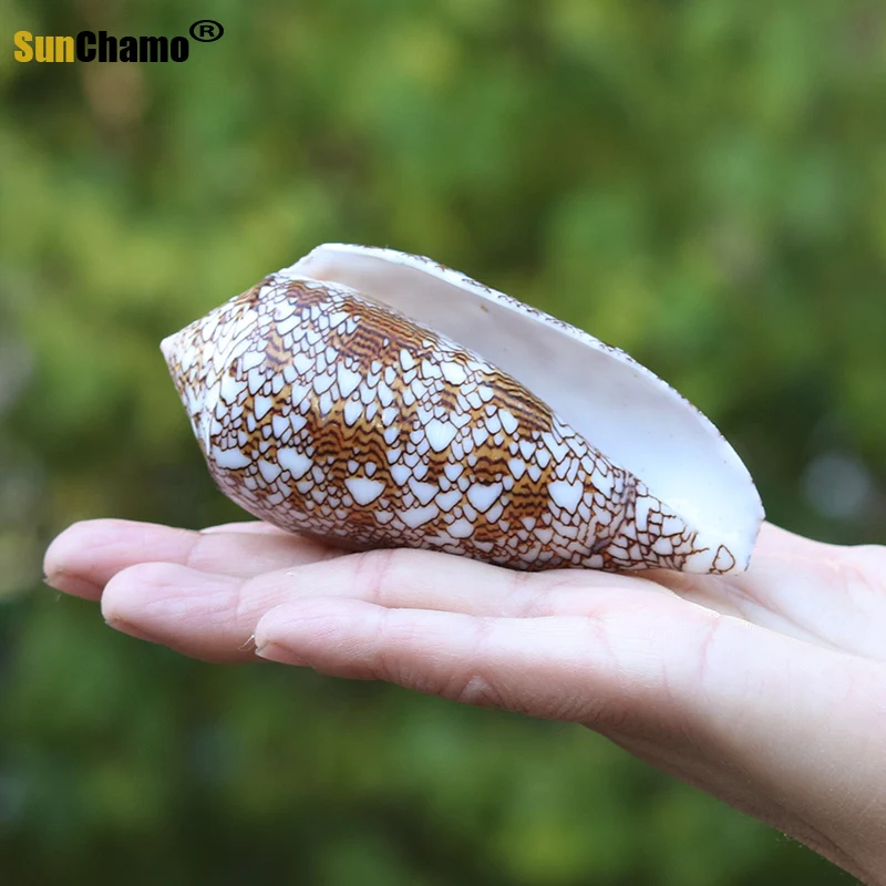 Новая ваза с винтовым плетением раковина из натуральной раковины украшение для