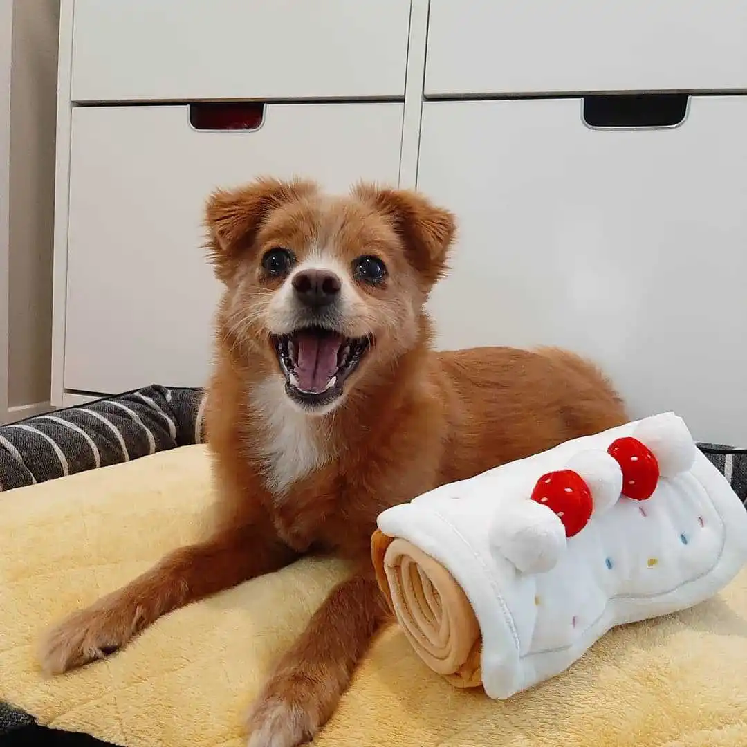 Яйцо ролл в Корейском стиле для дня рождения игрушка торта милый питомец