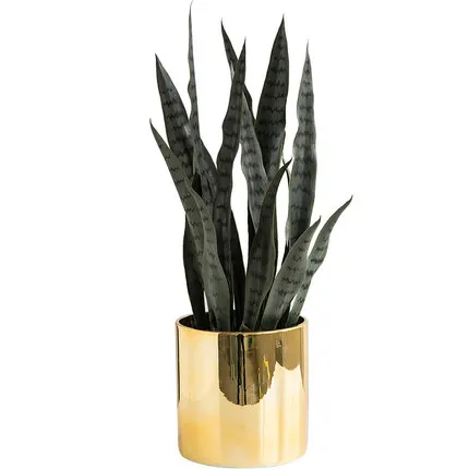 Цветок + ваза Sansevieria trifasciata бонсай Тропическое растение зеленые суккуленты
