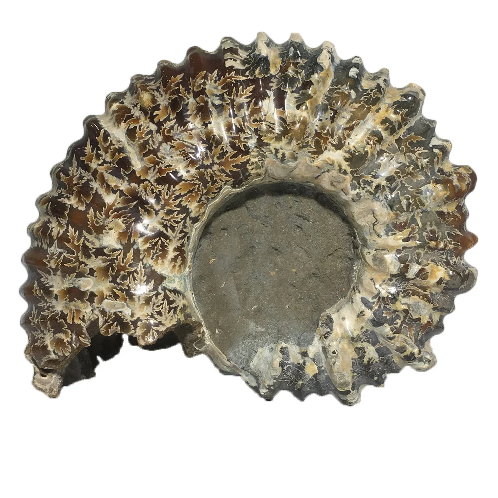 

Natural Sheep's Horn Snail Crystal Mineral Stone Home Furnishing Decoration Chakra Healing Conch Fossil Quartz Specimen