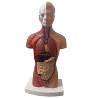 28cm human torso body model anatomy anatomical heart brain skeleton medical internal organs teaching learning supplies