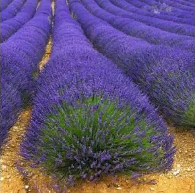 200 шт./лот лаванды английский(Lavandula узколистный) ванили бонсай для Домашнего Цветоводства - Цвет: 1