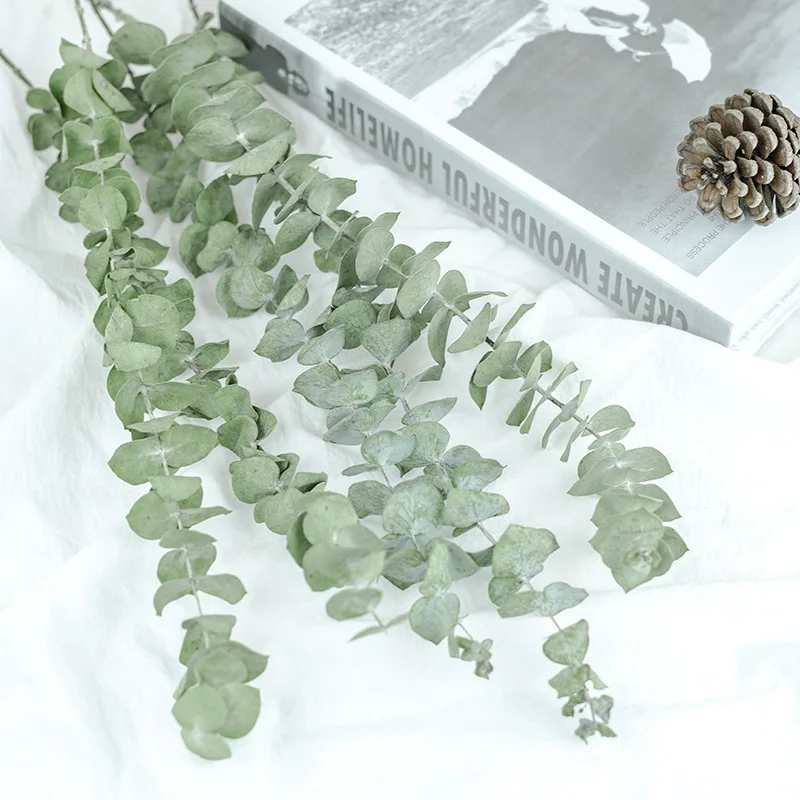 

Natrliche Eukalyptus Bltter Zweige Vorbauten Getrocknete Blume Palnt Ornament DIY Hochzeit Schieen Prop Home Dekoration Liefert