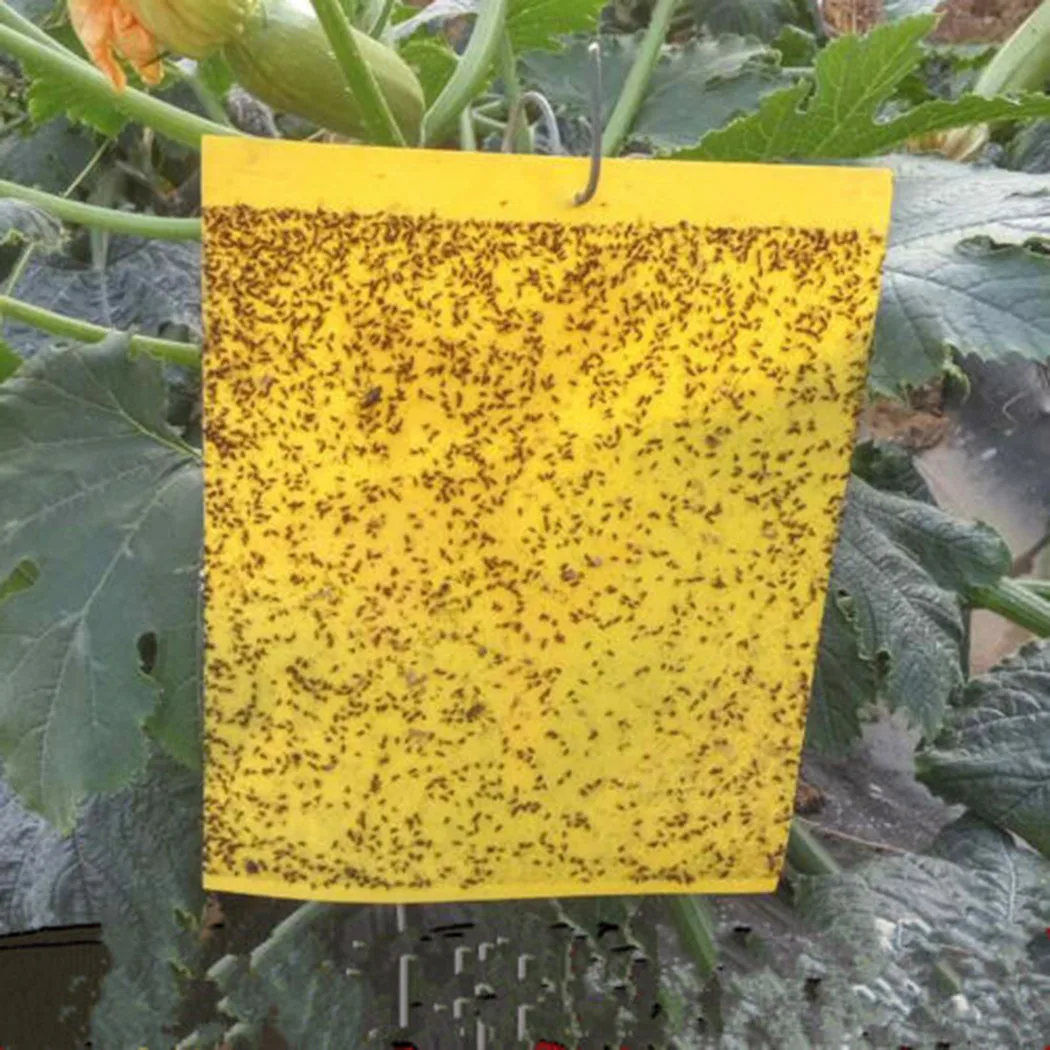 

Fly Sticky Trap Insect Stick Killer PVC Sticky Insect Board Wasp 20PCS