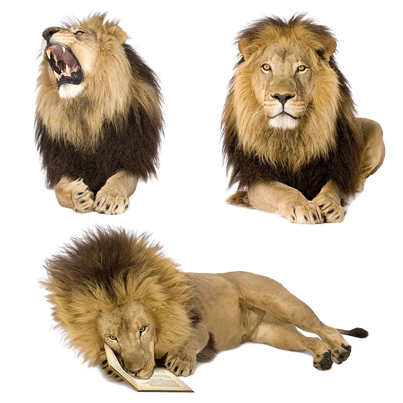 

CX18 HD Lion Sticker Wild Animal Vinyl PVC Decal For Home Decoration Car Sticker