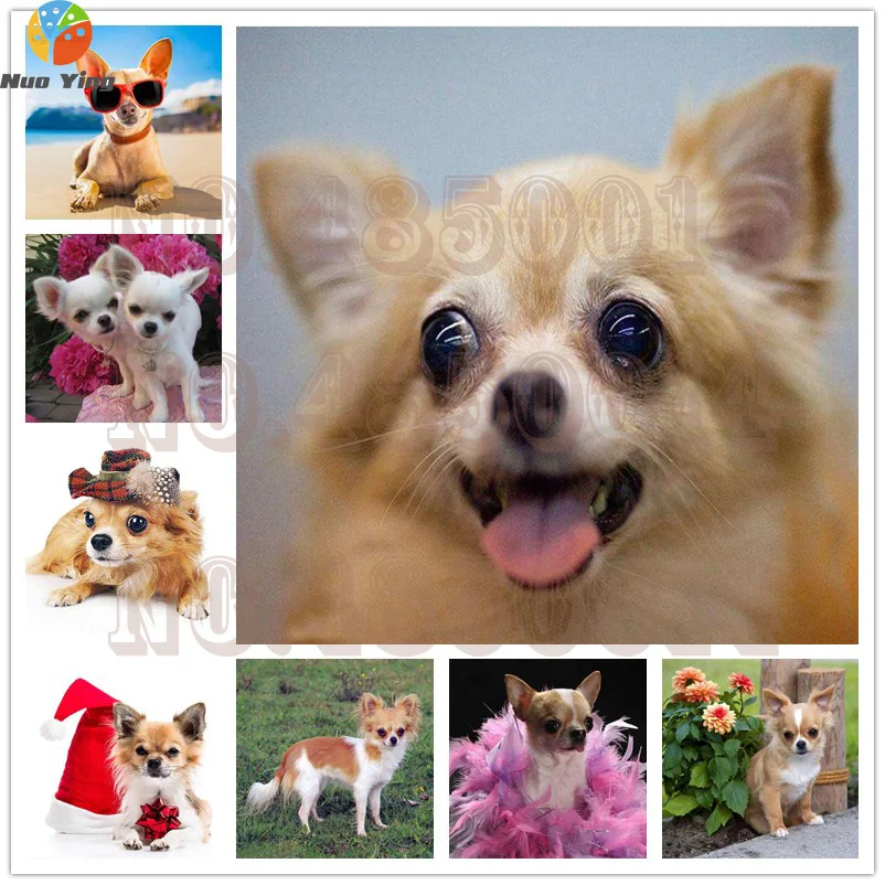 Алмазная живопись 5D собака Чихуахуа вышивка мультфильм крестиком полная дрель