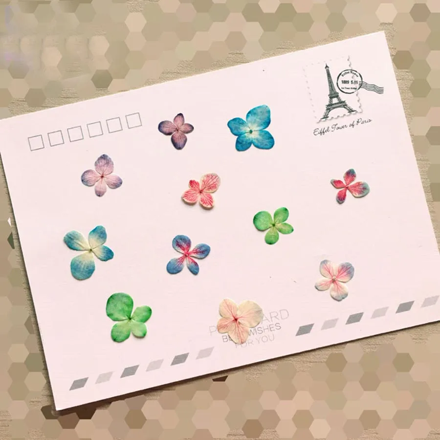 60 шт. прессованный высушенный ослепительных цветов Гортензия макрофилла