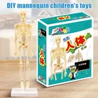 15 шт. модель скелета Миниатюрная модель легко манипулировать человека игрушка-скелет комплект для детей в возрасте от 7 + 35 см 2021 Лидер продаж