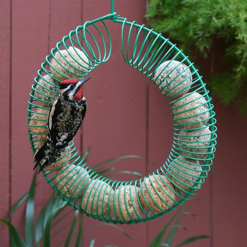 

Hanging Whole Peanut and Suet Ball Feeder Wreath for Bird and Squirrel with Hanging Hook