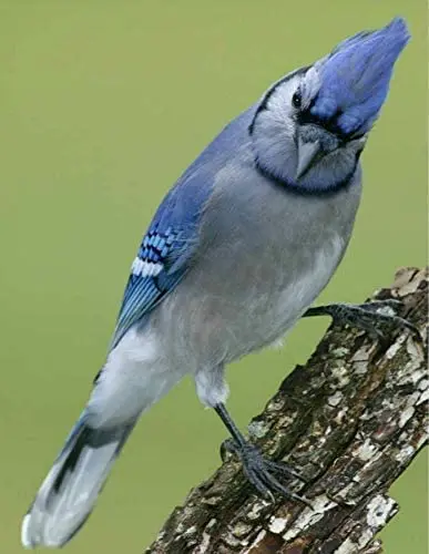 

Blue Jay Bird Metal Sign Novelty Man Cave Home Wall Decoration 12X16 inch