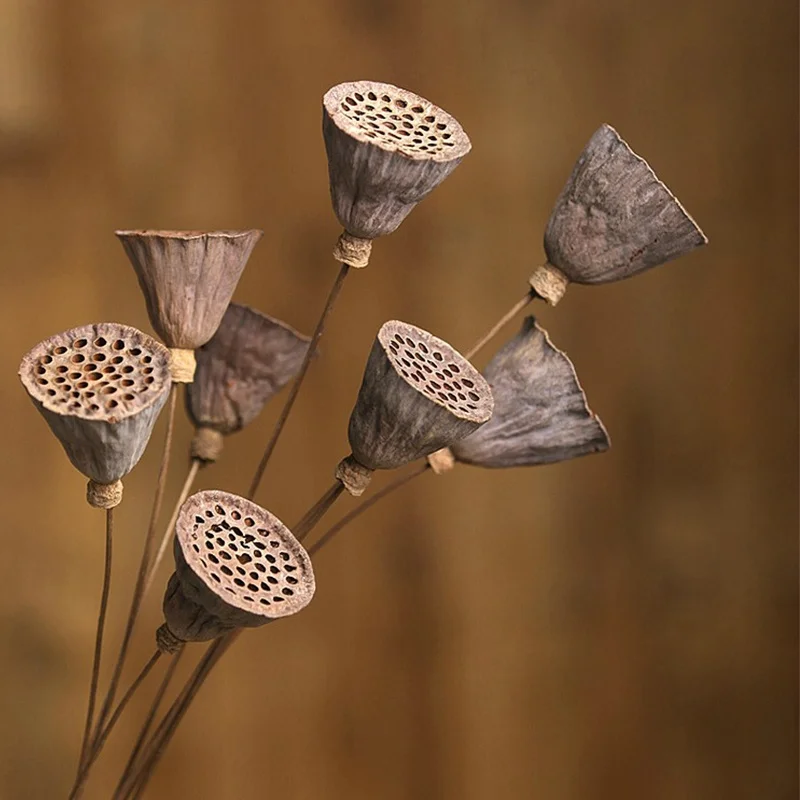 

Dried Natural Lotus Flower Seed Pod Home House Living Bed Room Decoration Accessories