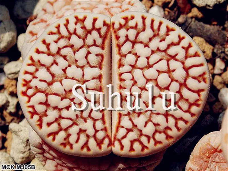 200 шт Искусственный литопс|Цветочные горшки и кадки| |