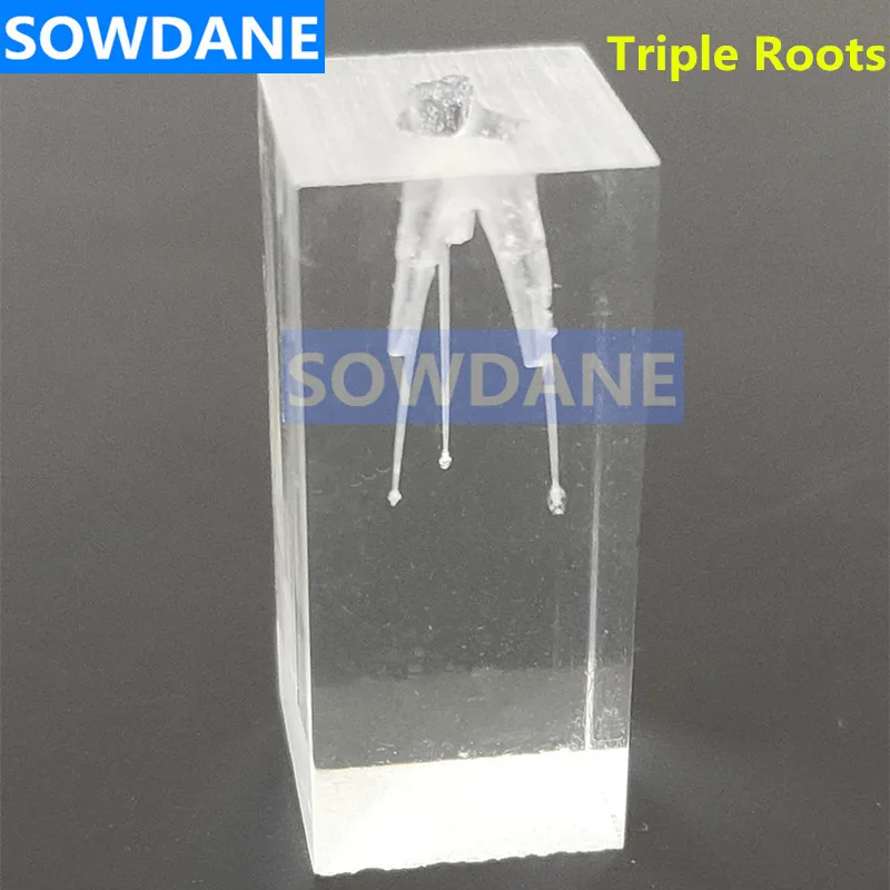 2 pcs triple roots 1:1 Смола Стоматологическая эндодонтическая Студенческая Учебная практика операционная модель прозрачная без файлов - Цвет: 2 pcs triple roots