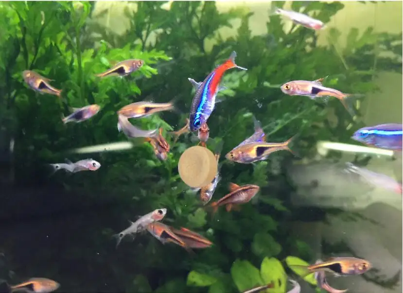 Пищевая таблетка для рыб Спирулина хлопья здоровое питание океана пищевое