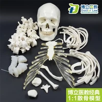 natrual size human skeleton model for teaching and learning high quality medical supplies and equipment