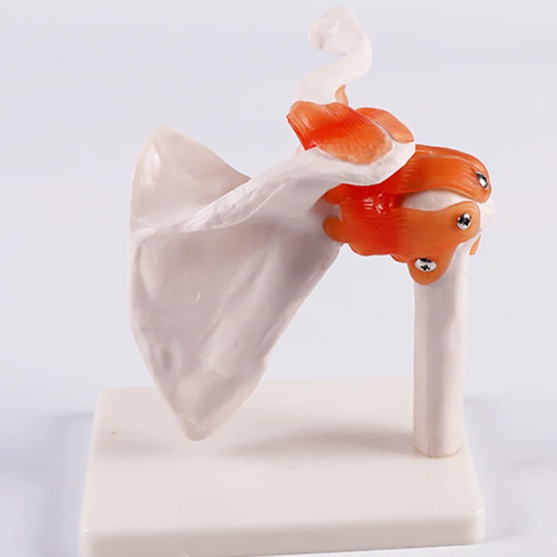 Срок службы Размеры плечевого сустава модель с связями симулятор студент медик