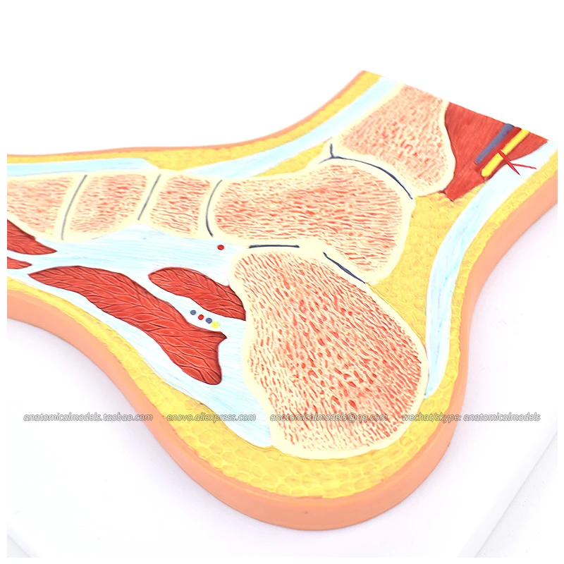 

CMAM/12710 Foot section, Medical Extremities Anatomical Human Model