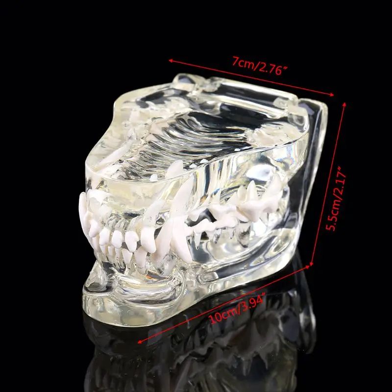 

Transparent Dog Teeth Jaw Tooth Model Anatomical Teaching Demonstration Veterinary Dentition Canine Model