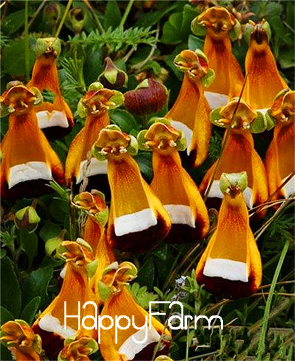 Calceolaria uniflora растения 200 шт инопланетяне Цветочные плантации сад DIY бонсай экзотические растения Цветочные Цветы легко сажать,# RC9TZO