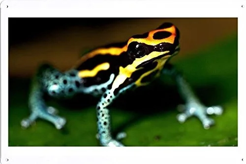 

World Animal Poster - Frog Tin Sign