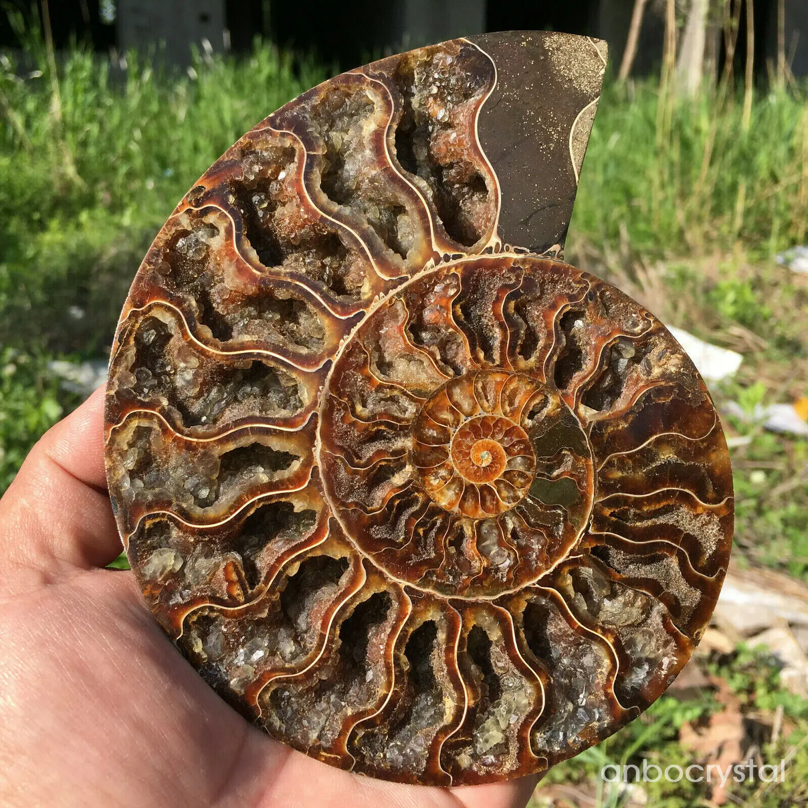 Природный кристаллический раковины аммония с лечебным действием образцы +