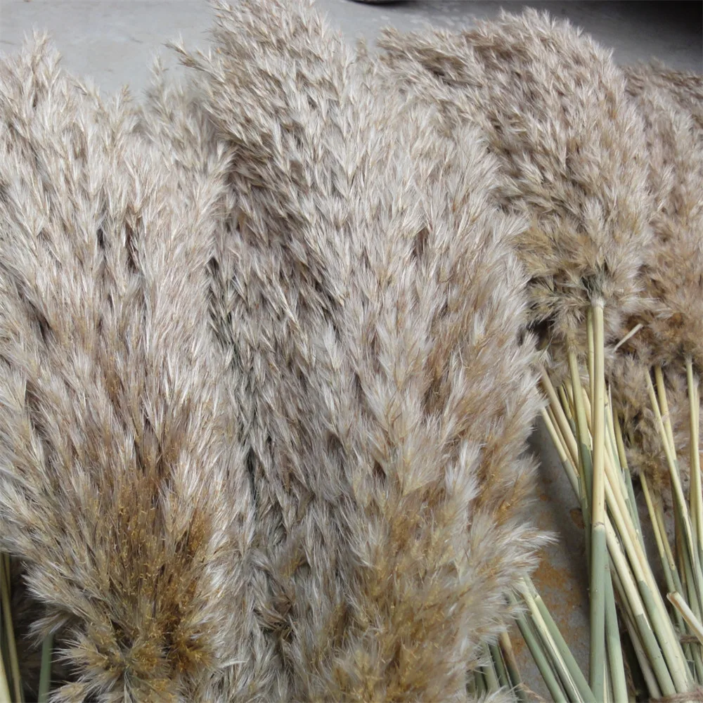 

10 Pcs 20pcs Free Shipping Real Dried Pampas Grass Decor Wedding Flower Bunch Natural Plants Decor Home Decor Diy Dried Flowers