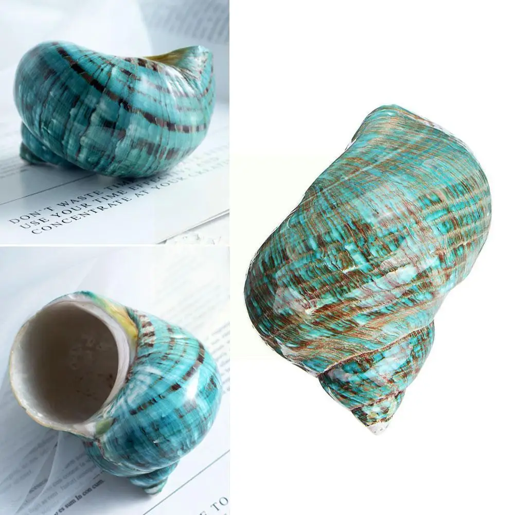 

Oversized Polished Turbo Shells Turbo Green Seashells Snail Diy Aquarium Craft Decorations Sea Natural Decorations Original E9q5