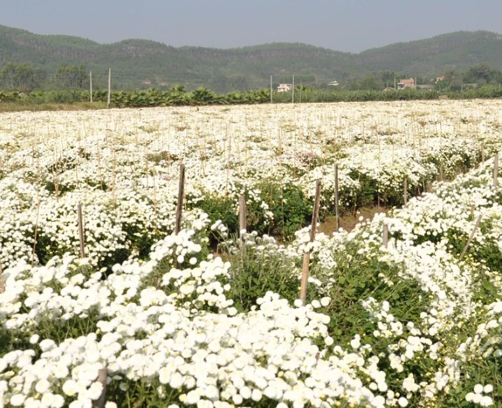 Бесплатная доставка органические сушеные цветы из хризантем палочки для цветов
