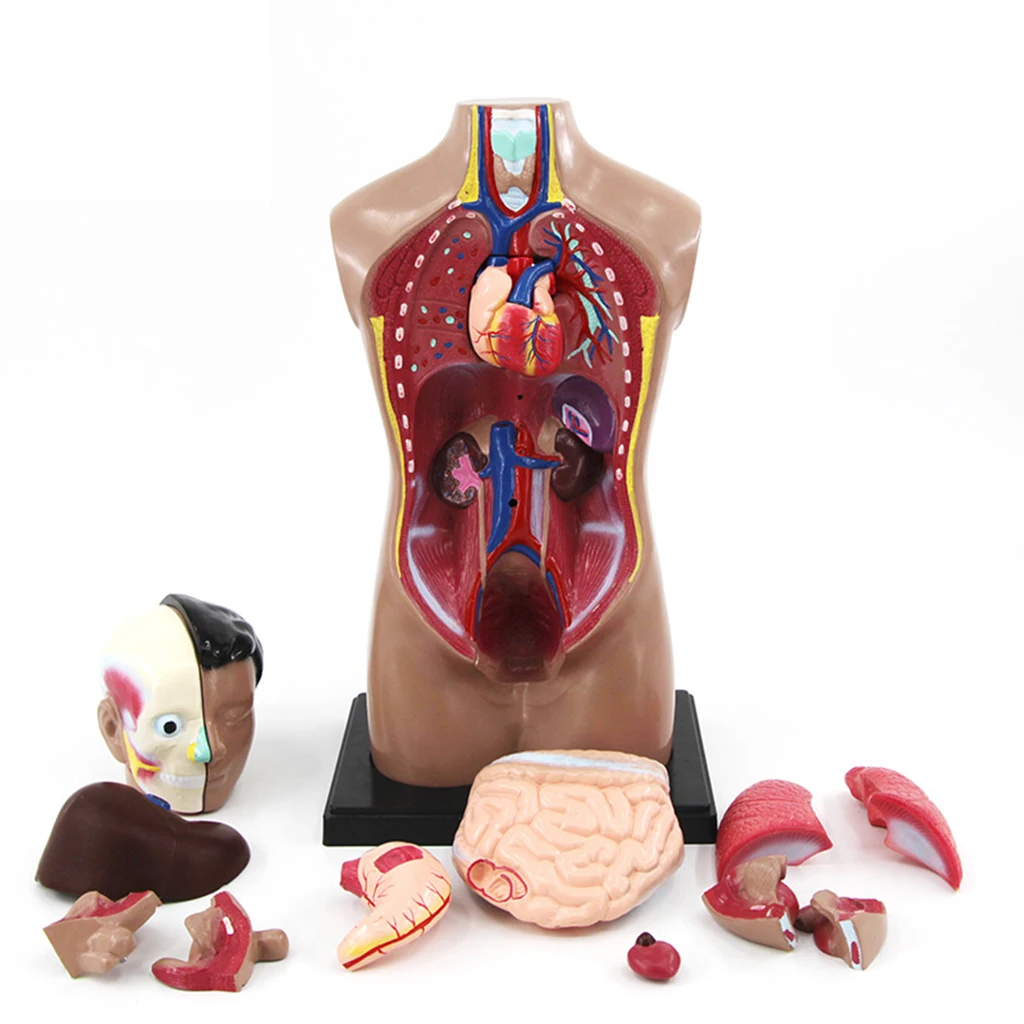 

Premium PVC Human Torso Body Anatomy Model Internal Organ Learning Educational Model for Classroom Study Display 20x20x42cm