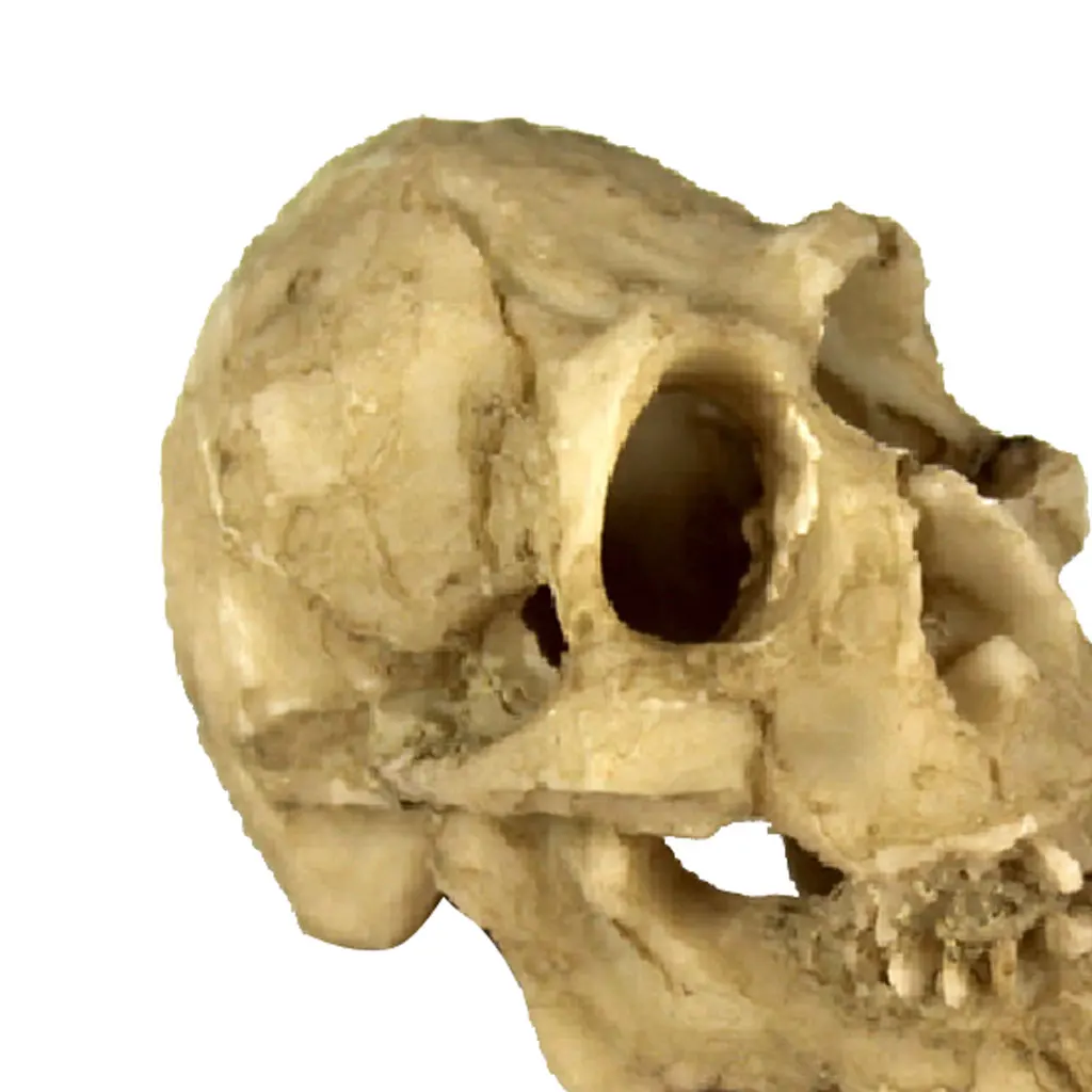 

1 Piece Reptile Vivarium Decoration Tortoise Lizard Breading Basking Hide Cave Skull Head 4.5x2.5x3cm