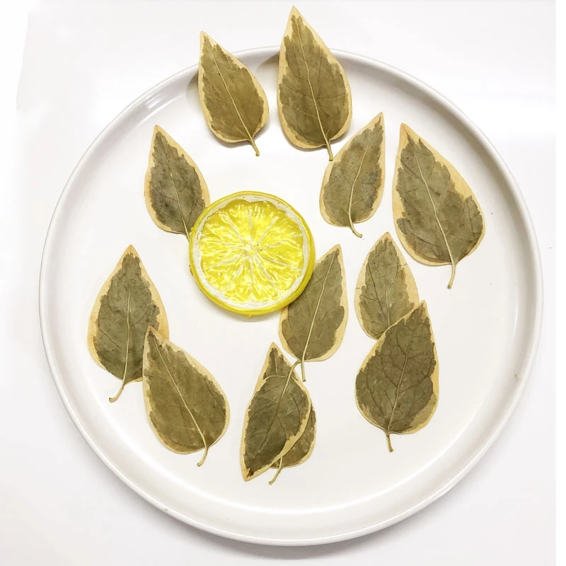 

100pcs Pressed Dried Flower Vinca major L Leaf Herbarium For Epoxy Resin Jewelry Making Makeup Face Bookmark Nail Art Craft DIY