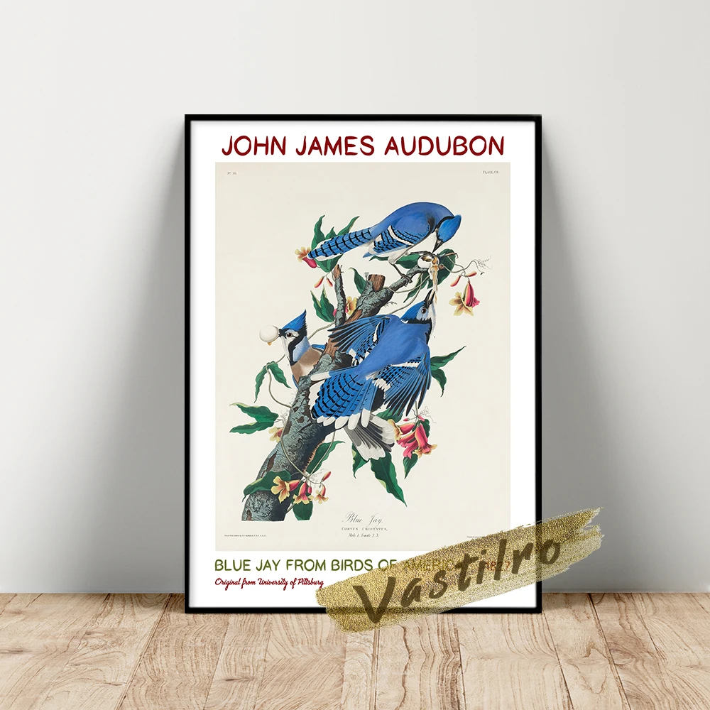 

John James Audubon Ornithological Poster, Audubon Blue Jay Art Prints, America Birds Wall Picture, Vintage Animal Wall Painting