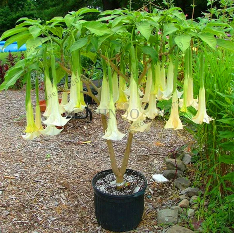 10 Свежий 100 шт редкий Datura бонсай бругмансия Suaveolens фламенко Красивая Мандала Цветок садовый многолетник Горшечное растение - Цвет: 10