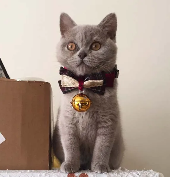 Beautiful Fashion Cat Collar Necklace Luxury Cute Christmas with Bell Bow Para Gato Pet Accessories YY50CC | Дом и сад