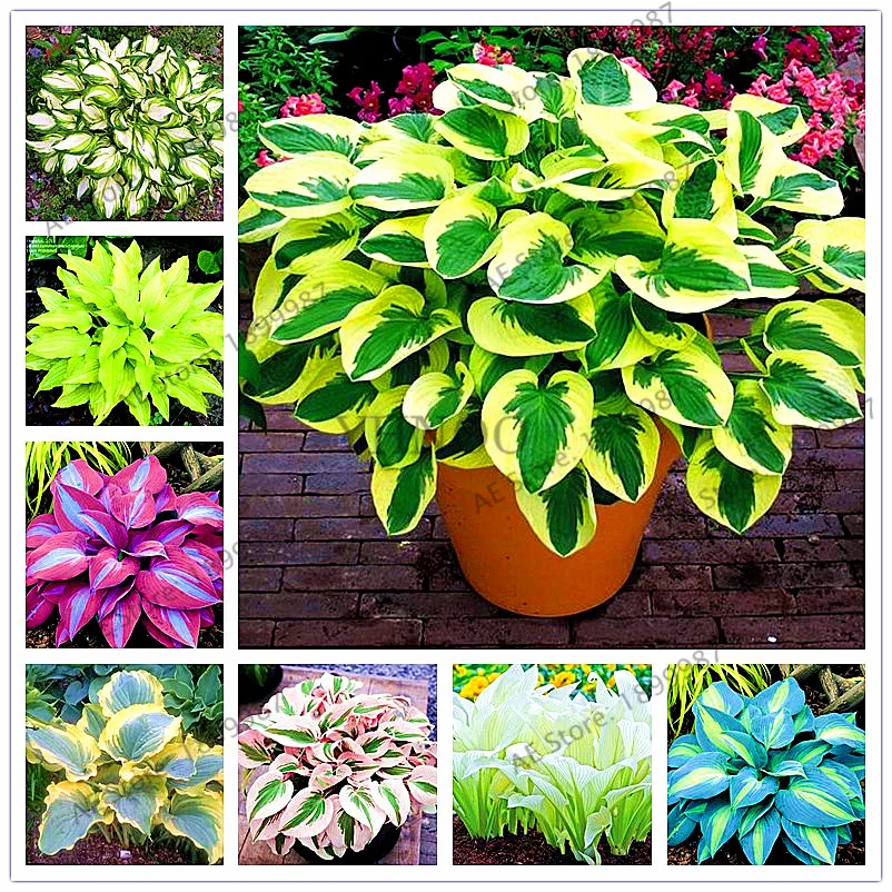 Hosta 150|Цветочные горшки и кадки| |