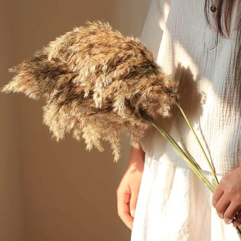 

10/15/20pcs Photography Props Wedding Dried Flowers Natural Pampas Grass Flower Beautiful Reed Home Decoration Phragmites