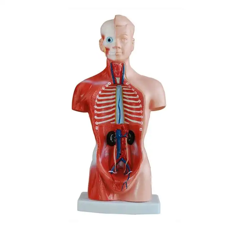 Torso model human internal organs chest and abdomen organs anatomy male female heart liver spleen lung kidney stereo assembly
