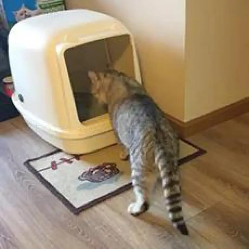 Большой горшок из песка для кошек полностью закрытый туалета против брызг