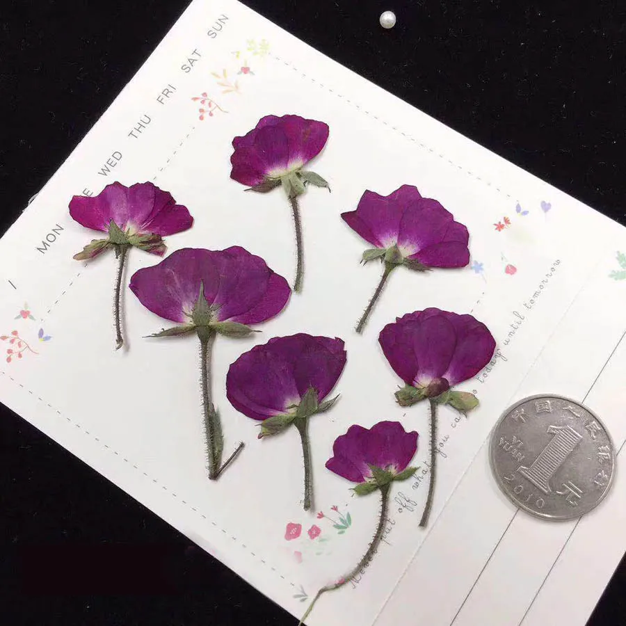 

250pcs Side Pressed Dried Purple Rose Flowers Plant Herbarium For Jewelry Postcard Invitation Card Phone Case Bookmark DIY