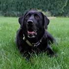 Алмазная вышивка черный лабрадор собака 5D DIY алмазная живопись Стразы Алмазная мозаика Рукоделие Вышивка крестом животное декоративная собачка