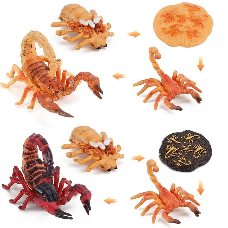 

Simulation animal scorpion growth process cycle model early childhood education cognitive ornaments.