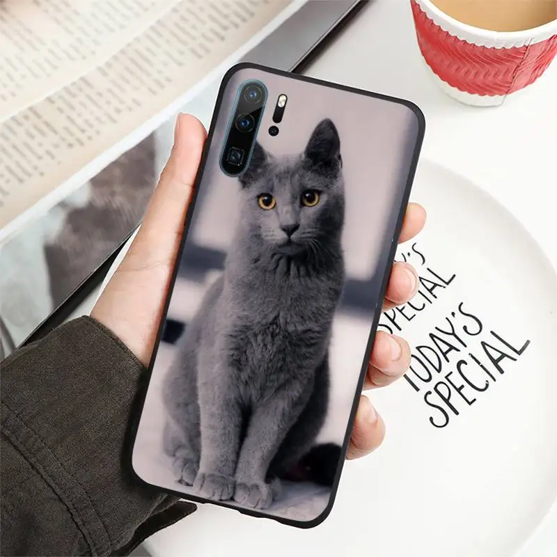 

British shorthair cat Phone Case For Huawei P40 P20 P30 lite Pro P Smart 2019 Mate 40 20 10 Lite Pro Nova 5t