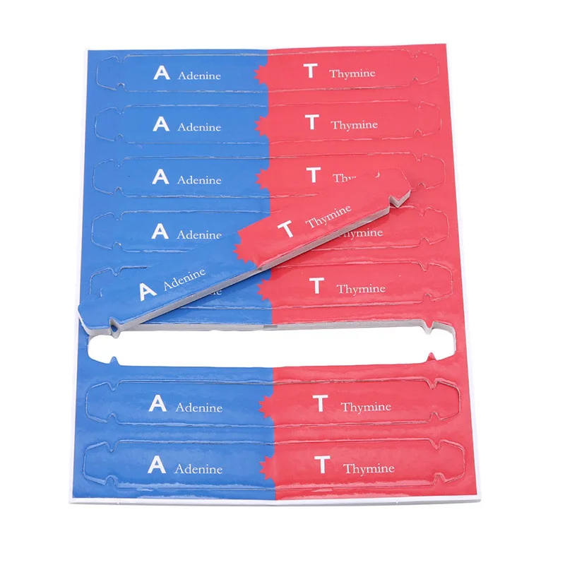 DIY человеческие гены модели ДНК с двойной завиткой научная популярность учебное