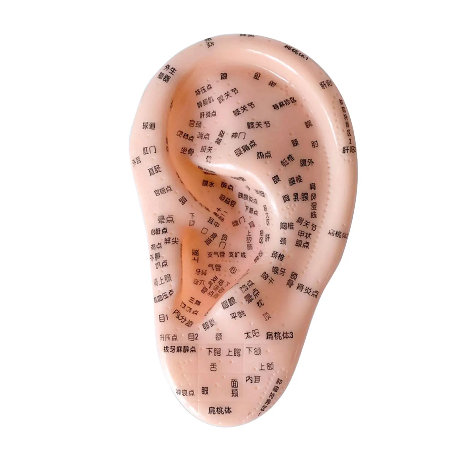 

16CM Ear Massage Acupuncture Reflex Zone Model PVC Material Medical Human Ear Massage Acupuncture Model Ear Zone Model
