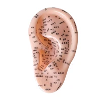 16cm ear massage acupuncture reflex zone model pvc material medical human ear massage acupuncture model ear zone model