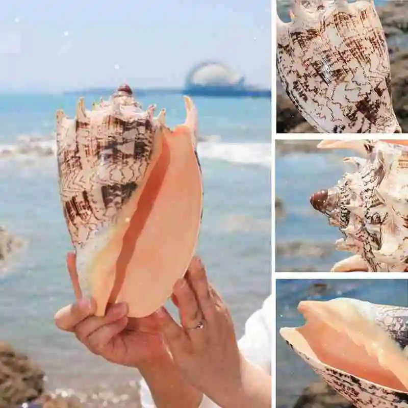 

20-23cm Natural Oversized Conch Shell Imperial Conch Home Office Decorations and Ornaments Collection Gift Souvenir