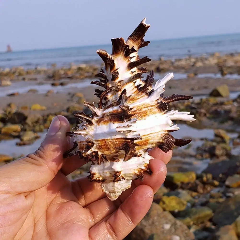 Черепаховый ракушечник черной улитки 8-10 см для украшения аквариума, рыбного танка и декорирования T2Z9.