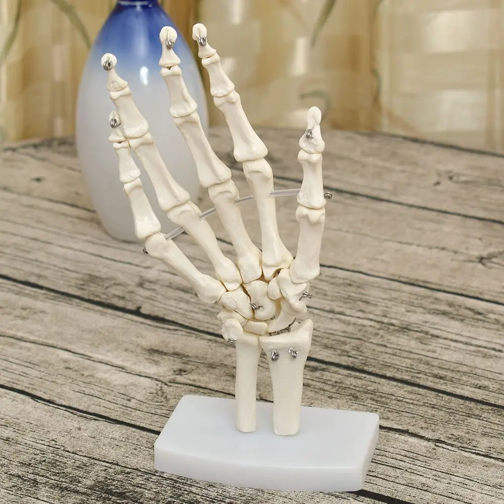 

Анатомический сустав руки человека, наука медицинская модель скелета, здоровая жизнь