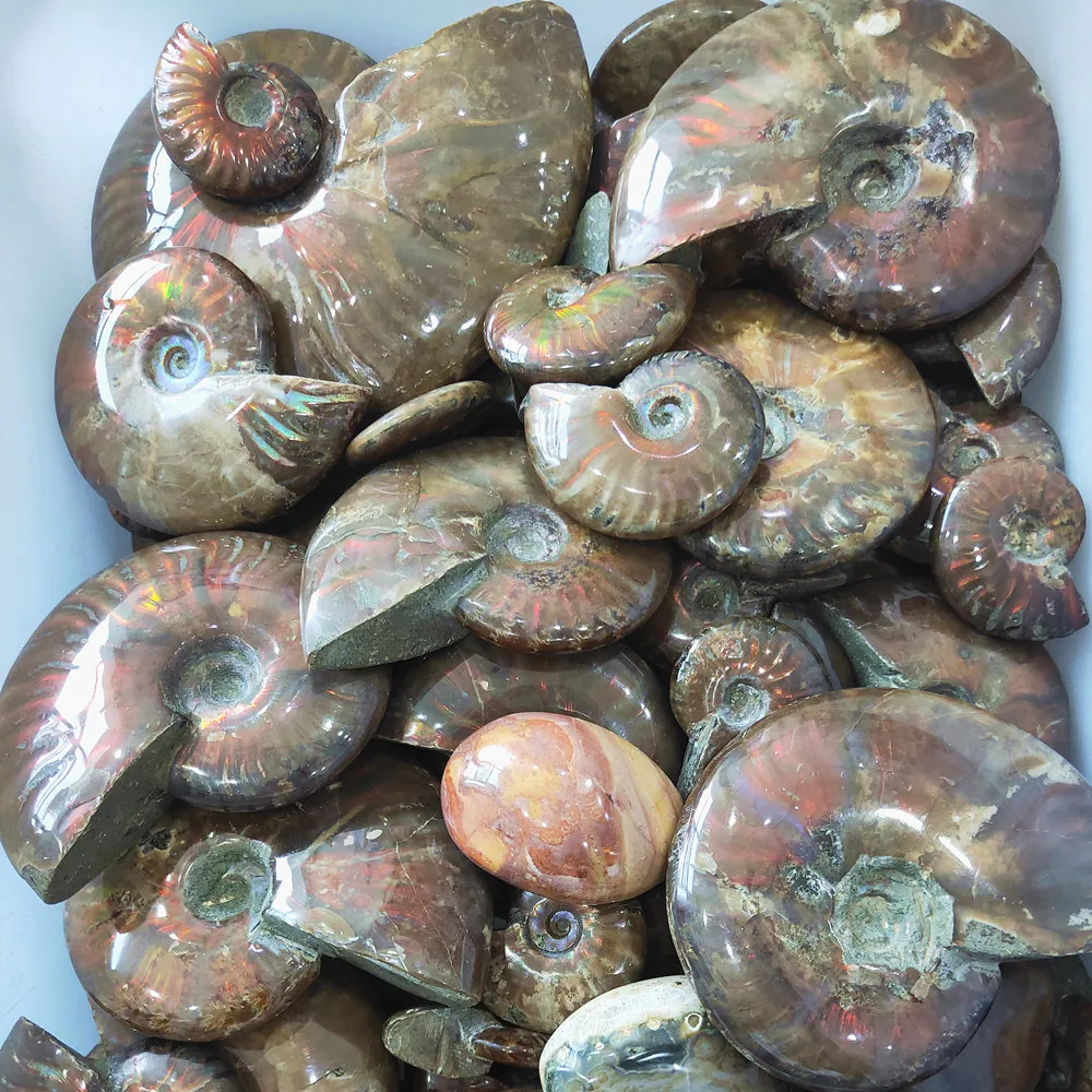 

Beautiful rainbow conch Fossil crystal Mineral sample Natural gemstone Madagascar reliquiae Crystals Healing